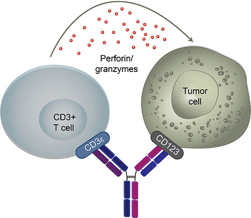 leukemia2